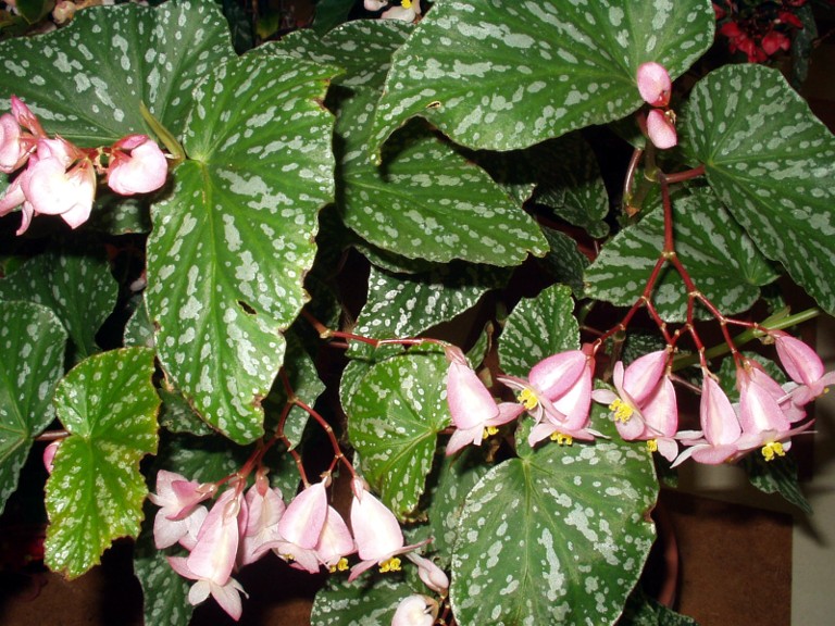 B. ‘Cecil-Lie’